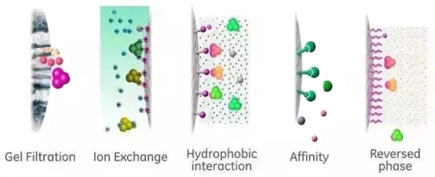 protein purification in hplc system protein purification in hplc system