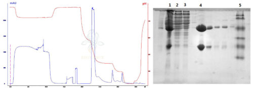 A50-monoclonal-purification A50-monoclonal-purification