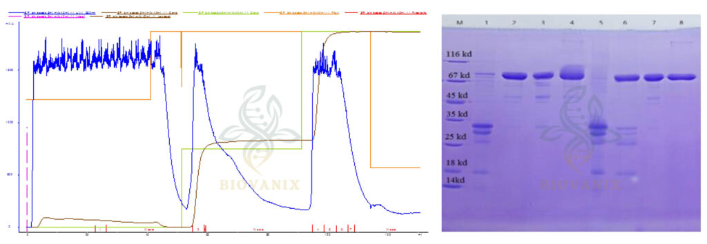 agarose-affinity-application2 agarose-affinity-application2