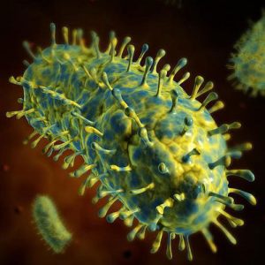 rabies virus rabies virus